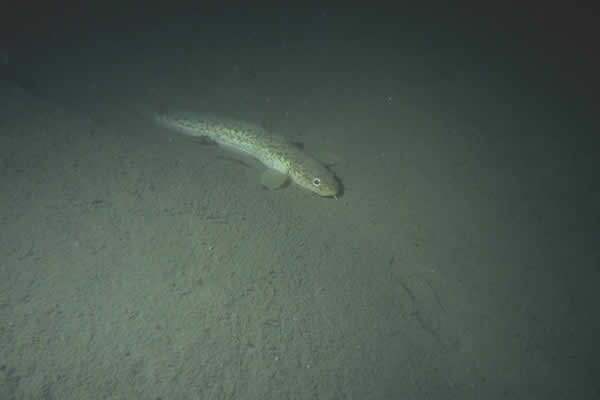Lac Léman 2004