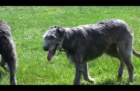 L'Irish Wolfhound, chien de rois.